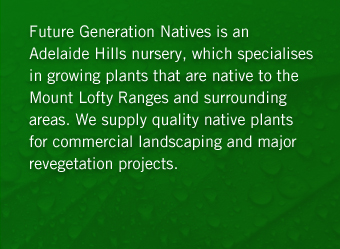 Future Generation Natives is an Adelaide Hills nursery, which specialisesin growing plants that are native to the Mount Lofty Ranges and surrounding areas. We supply quality native plants for commercial landscaping and major revegetation projects. 